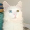 Turecka Angora