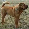 Shar Pei