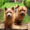 Norwich Terrier