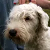 Sealyham Terrier