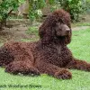 Irlandzki spaniel dowodny