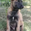 Owczarek belgijski Malinois