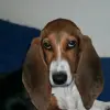 Basset artezyjsko-normandzki