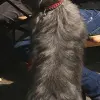 Irish Glen of Imaal Terrier