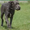 Dog niemiecki