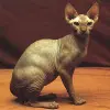 Sfinks