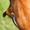 Owczarek francuski Beauceron