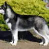Siberian Husky