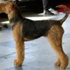Airedale Terrier
