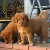 Nova Scotia Duck Tolling Retriever