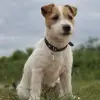 Jack Russell Terrier