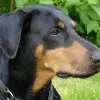 Doberman