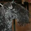 Kerry Blue Terrier