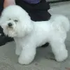 Bichon frise