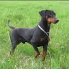 Pinczer średni