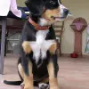 Entlebucher