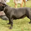Staffordshire Bull Terrier