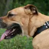 Dog z Majorki