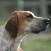 Foxhound angielski