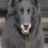 Owczarek belgijski Groenendael