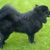 Svensk Lapphund