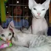 Devon Rex