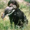 Amerykański spaniel dowodny