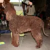Irlandzki spaniel dowodny