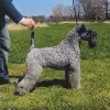 Kerry Blue Terrier