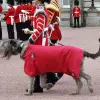 Wilczarz irlandzki