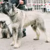 Sznaucer olbrzym pieprz i sól