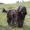 Bergamasco