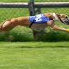 Greyhound