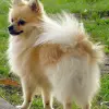 Chihuahua długowłosy