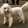 Pudel miniaturowy