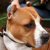 American Staffordshire Terrier