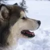 Alaskan Malamute