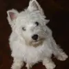 West Highland White Terrier