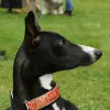 Whippet