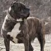 Dog kanaryjski