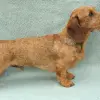 Jamnik szorstkowłosy miniaturowy
