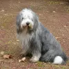Owczarek staroangielski Bobtail