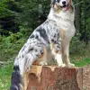 Owczarek australijski (typ amerykański)