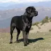 Cane Corso Italiano
