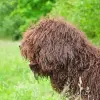 Barbet