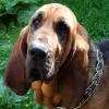 Bloodhound