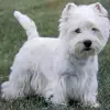 West Highland White Terrier