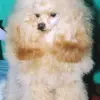 Pudel Toy