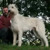 Wilczarz irlandzki