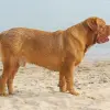 Dogue de Bordeaux